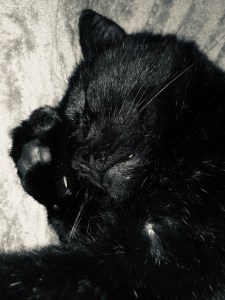 Kaos the cat. black cat.